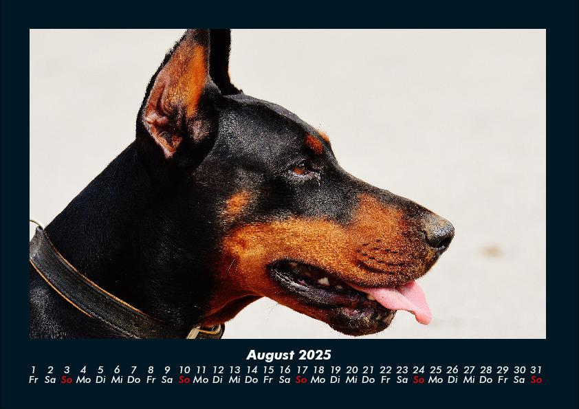Weitere Ansicht: Hundezauber 2025 Fotokalender DIN A4 | Tobias Becker