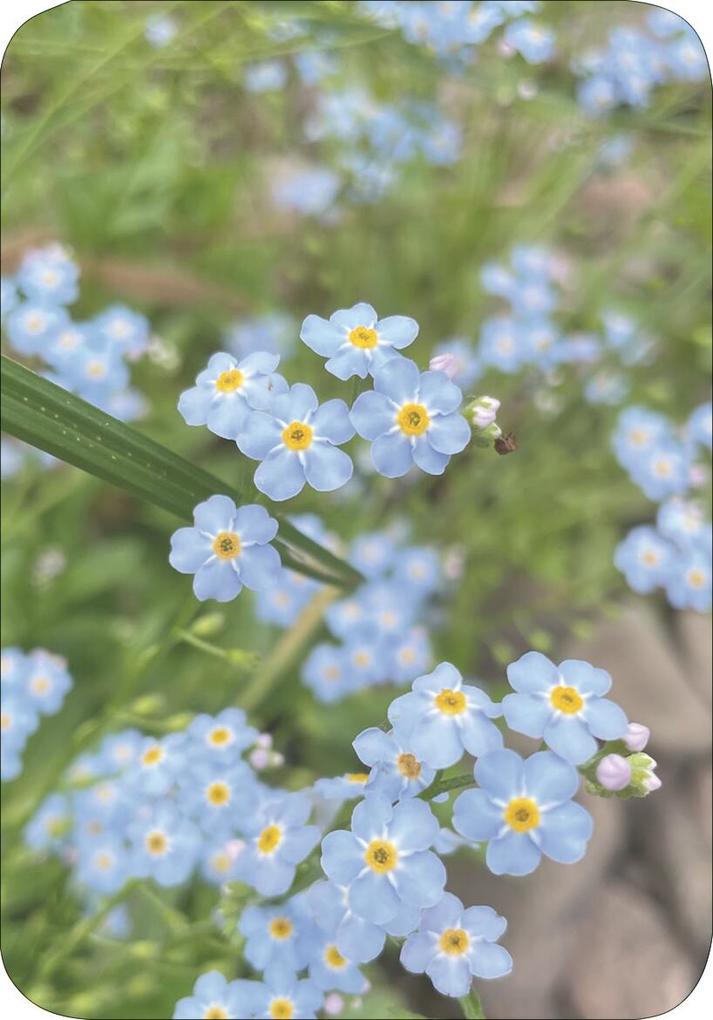 Weitere Ansicht: Wiesenglück