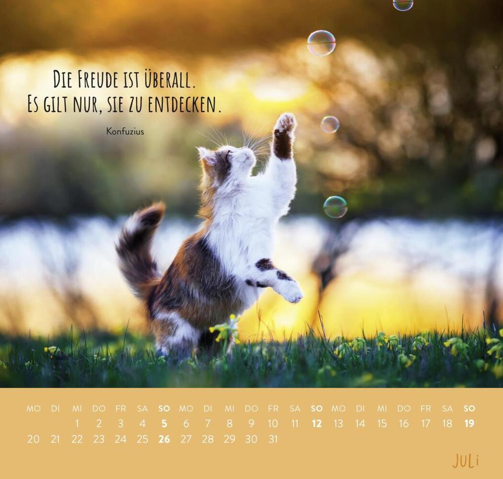 Weitere Ansicht: Wandkalender 2026: Für Katzenfreunde