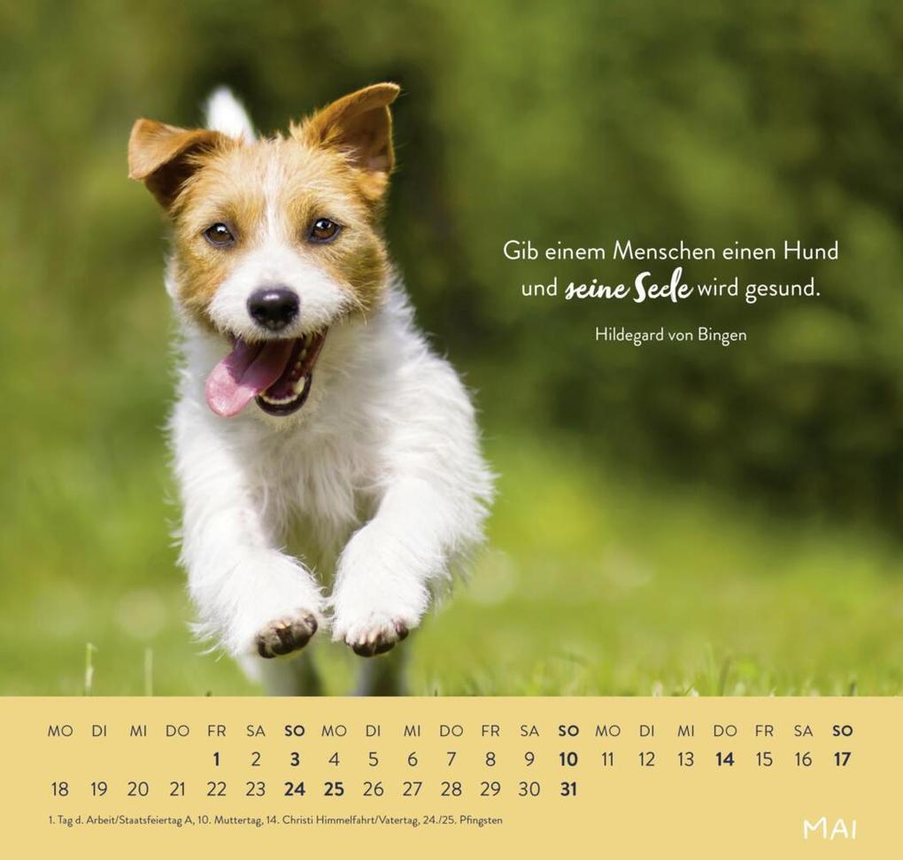 Weitere Ansicht: Wandkalender 2026: Für Hundefreunde