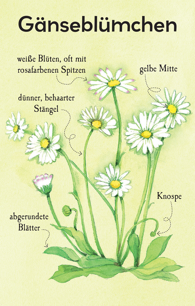 Weitere Ansicht: Natur-Entdecker-Karten: Unsere heimischen Blumen