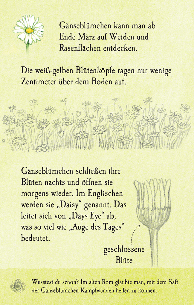 Weitere Ansicht: Natur-Entdecker-Karten: Unsere heimischen Blumen