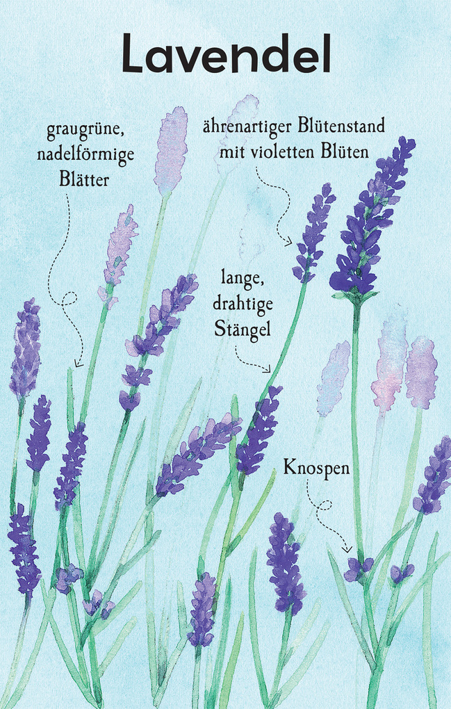 Weitere Ansicht: Natur-Entdecker-Karten: Unsere heimischen Blumen