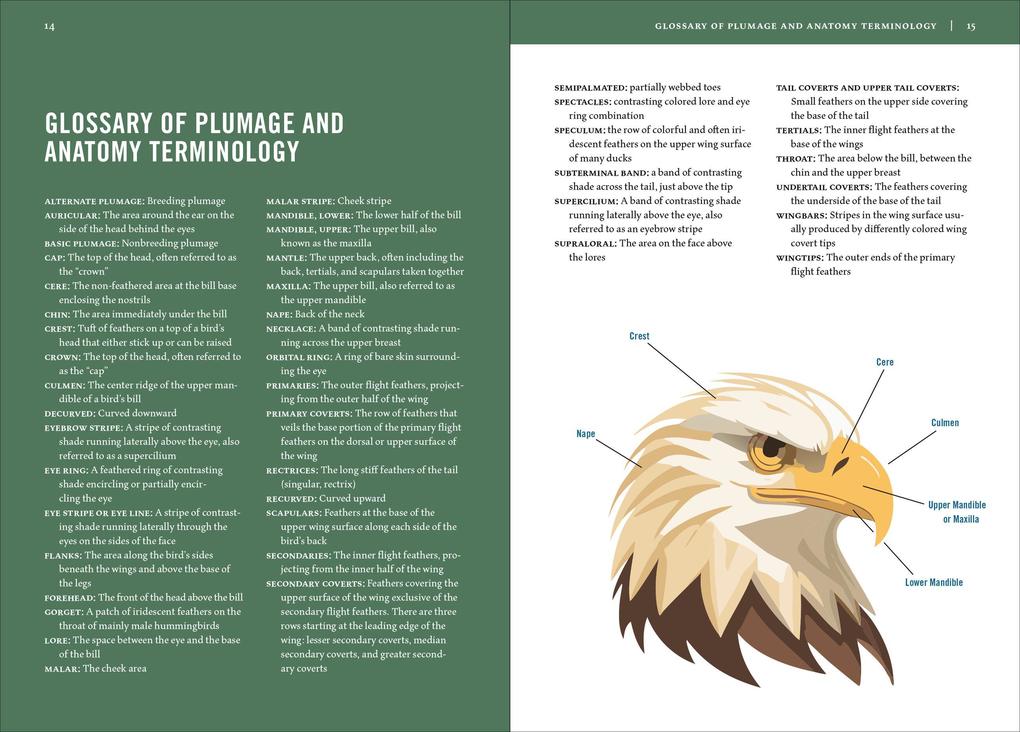 Weitere Ansicht: Birds of Texas | David Sarkozi