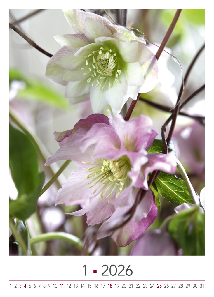 Weitere Ansicht: Blühende Momente 2026 | Team BLOOM's