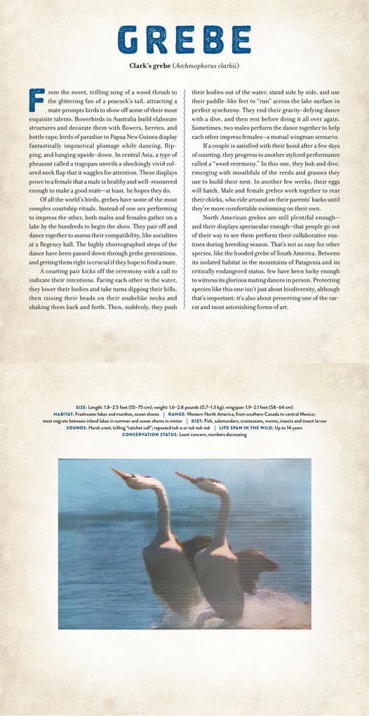 Weitere Ansicht: Birds | Dan Kainen, Mara Grunbaum