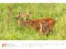 Weitere Ansicht: Tierwelt Wald Kalender 2026 | Ackermann Kunstverlag GmbH