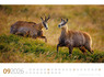 Weitere Ansicht: Tierwelt Wald Kalender 2026 | Ackermann Kunstverlag GmbH