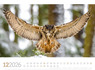 Weitere Ansicht: Tierwelt Wald Kalender 2026 | Ackermann Kunstverlag GmbH