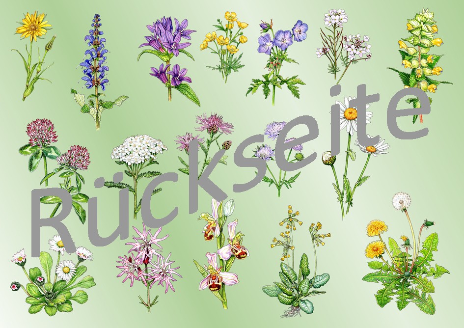 Weitere Ansicht: Tischset "Wiesenblumen"