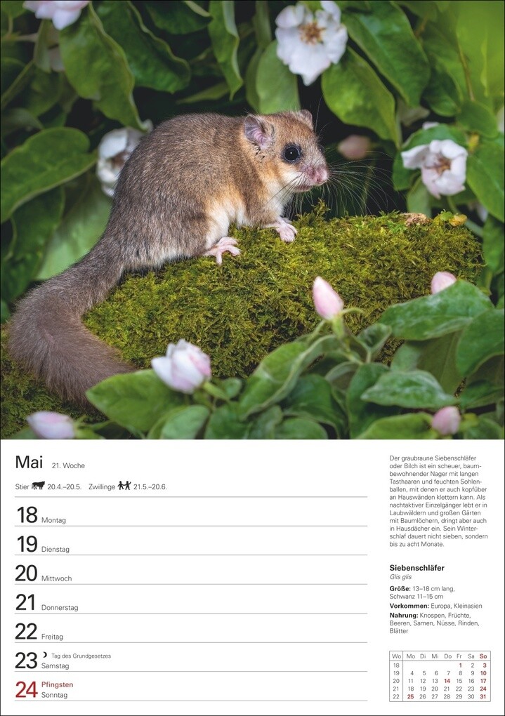 Weitere Ansicht: Heimische Tiere Wochenplaner 2026 - 53 faszinierende Fotografien | Markus Hattstein