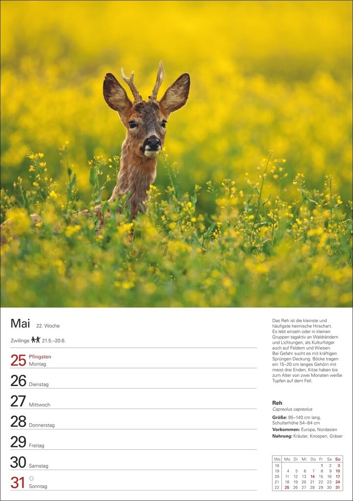 Weitere Ansicht: Heimische Tiere Wochenplaner 2026 - 53 faszinierende Fotografien | Markus Hattstein