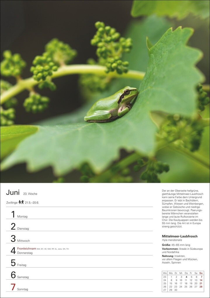 Weitere Ansicht: Heimische Tiere Wochenplaner 2026 - 53 faszinierende Fotografien | Markus Hattstein