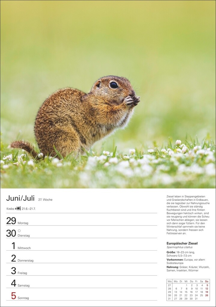 Weitere Ansicht: Heimische Tiere Wochenplaner 2026 - 53 faszinierende Fotografien | Markus Hattstein