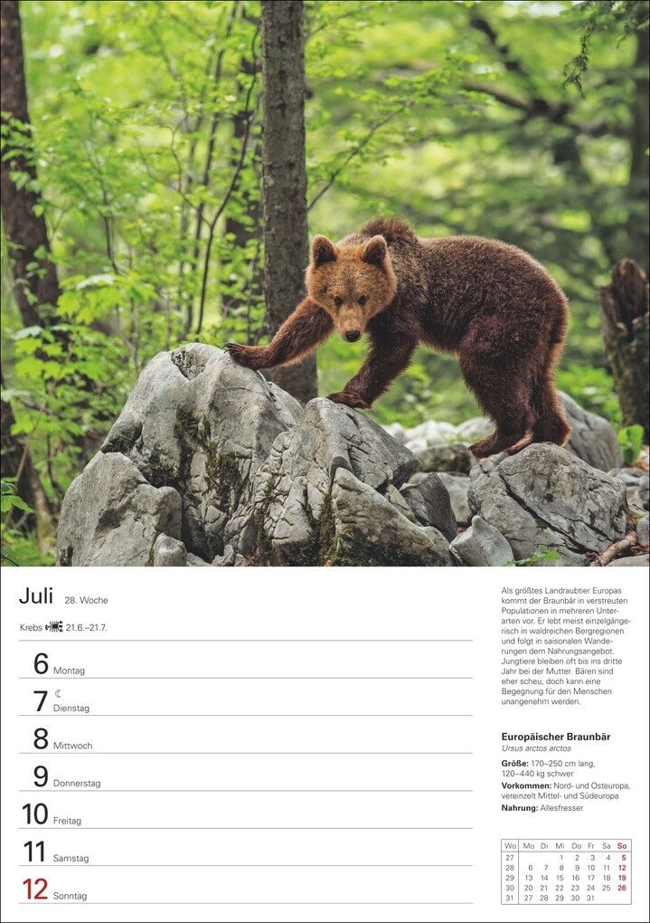 Weitere Ansicht: Heimische Tiere Wochenplaner 2026 - 53 faszinierende Fotografien | Markus Hattstein