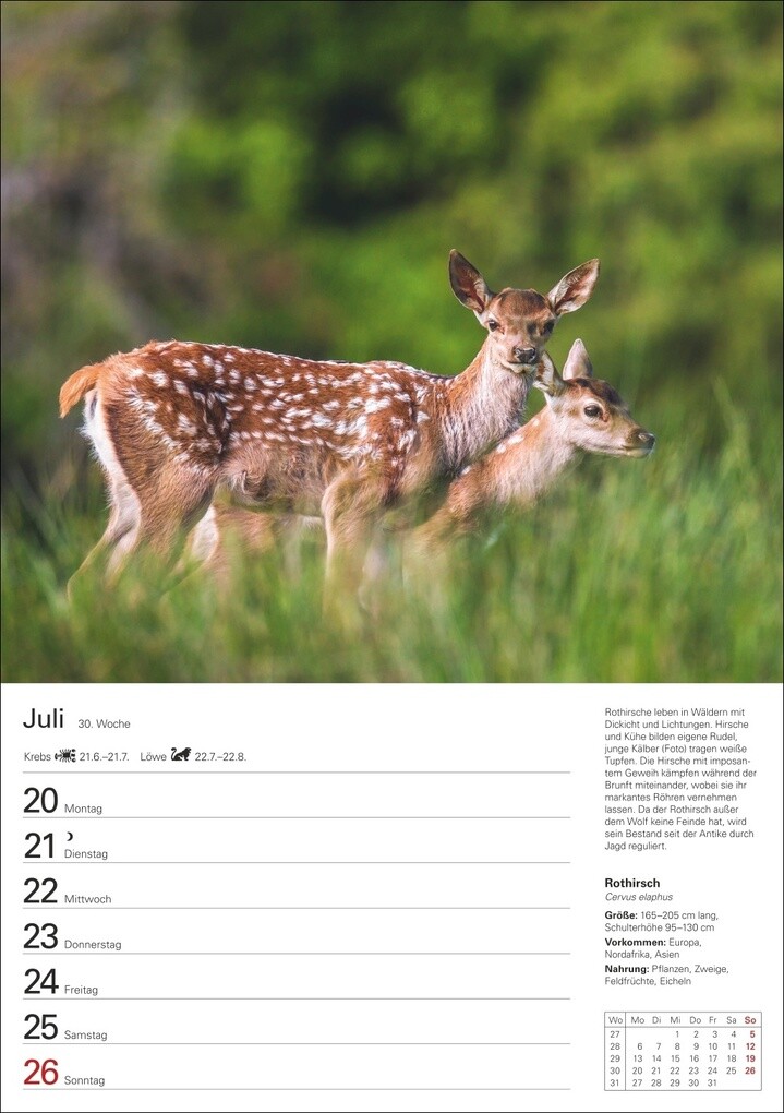Weitere Ansicht: Heimische Tiere Wochenplaner 2026 - 53 faszinierende Fotografien | Markus Hattstein