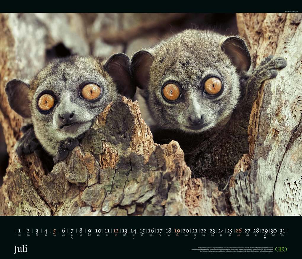 Weitere Ansicht: GEO - GEO Edition: Tierwelten 2026 - Wandkalender 70x60 cm, Tier-Poster-Kalender mit Wildlife-Fotografie, 12 Monatsblätter & Spiralbindung inkl. Postkarten für Tier- und Naturfreunde | Neumann Verlage GmbH & Co. KG
