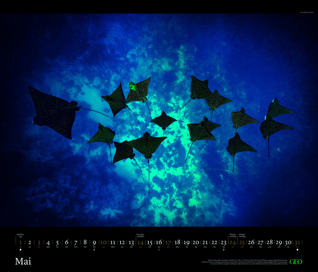 Weitere Ansicht: GEO - GEO Edition: Tierwelten 2026 - Wandkalender 70x60 cm, Tier-Poster-Kalender mit Wildlife-Fotografie, 12 Monatsblätter & Spiralbindung inkl. Postkarten für Tier- und Naturfreunde | Neumann Verlage GmbH & Co. KG