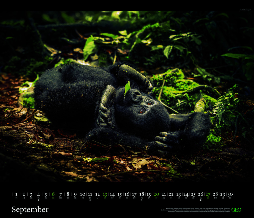 Weitere Ansicht: GEO - GEO Edition: Tierwelten 2026 - Wandkalender 70x60 cm, Tier-Poster-Kalender mit Wildlife-Fotografie, 12 Monatsblätter & Spiralbindung inkl. Postkarten für Tier- und Naturfreunde | Neumann Verlage GmbH & Co. KG