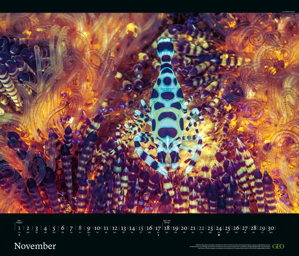 Weitere Ansicht: GEO - GEO Edition: Tierwelten 2026 - Wandkalender 70x60 cm, Tier-Poster-Kalender mit Wildlife-Fotografie, 12 Monatsblätter & Spiralbindung inkl. Postkarten für Tier- und Naturfreunde | Neumann Verlage GmbH & Co. KG