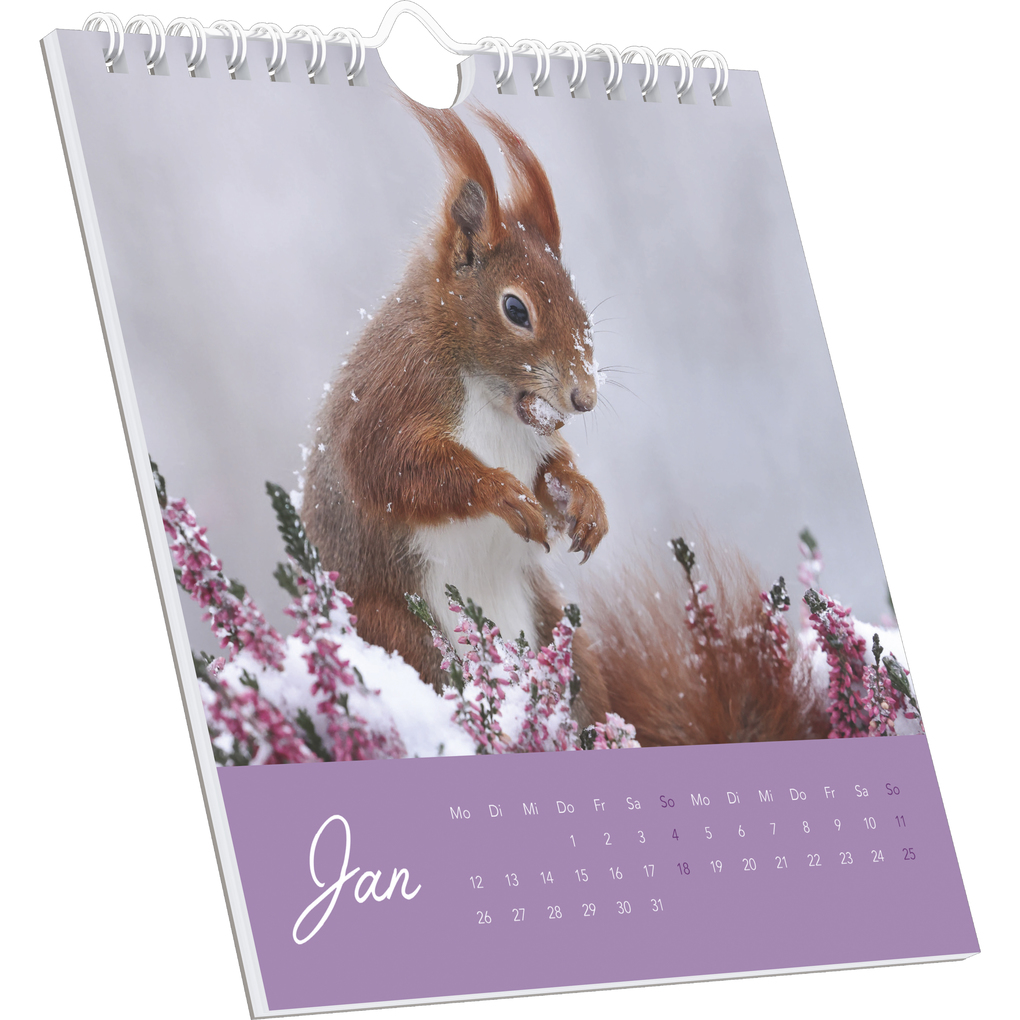 Weitere Ansicht: Alpha Edition - Eichhörnchen 2026 - Postkartenkalender 16×17 cm mit 53 charmanten Motiven, dekorativer Tisch- & Wandkalender mit FSC-Papier, zum Verschicken, Sammeln & Verschenken | Alpha Edition GmbH & Co. KG
