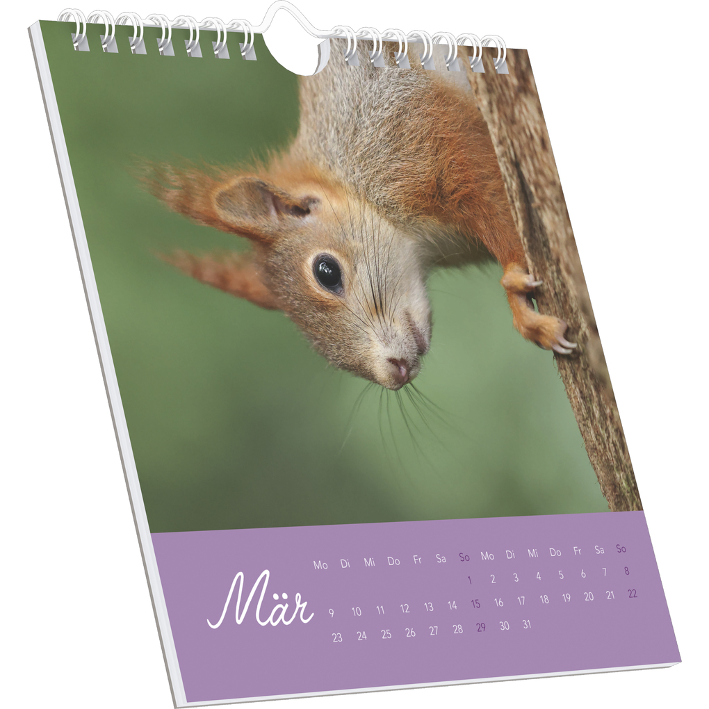 Weitere Ansicht: Alpha Edition - Eichhörnchen 2026 - Postkartenkalender 16×17 cm mit 53 charmanten Motiven, dekorativer Tisch- & Wandkalender mit FSC-Papier, zum Verschicken, Sammeln & Verschenken | Alpha Edition GmbH & Co. KG