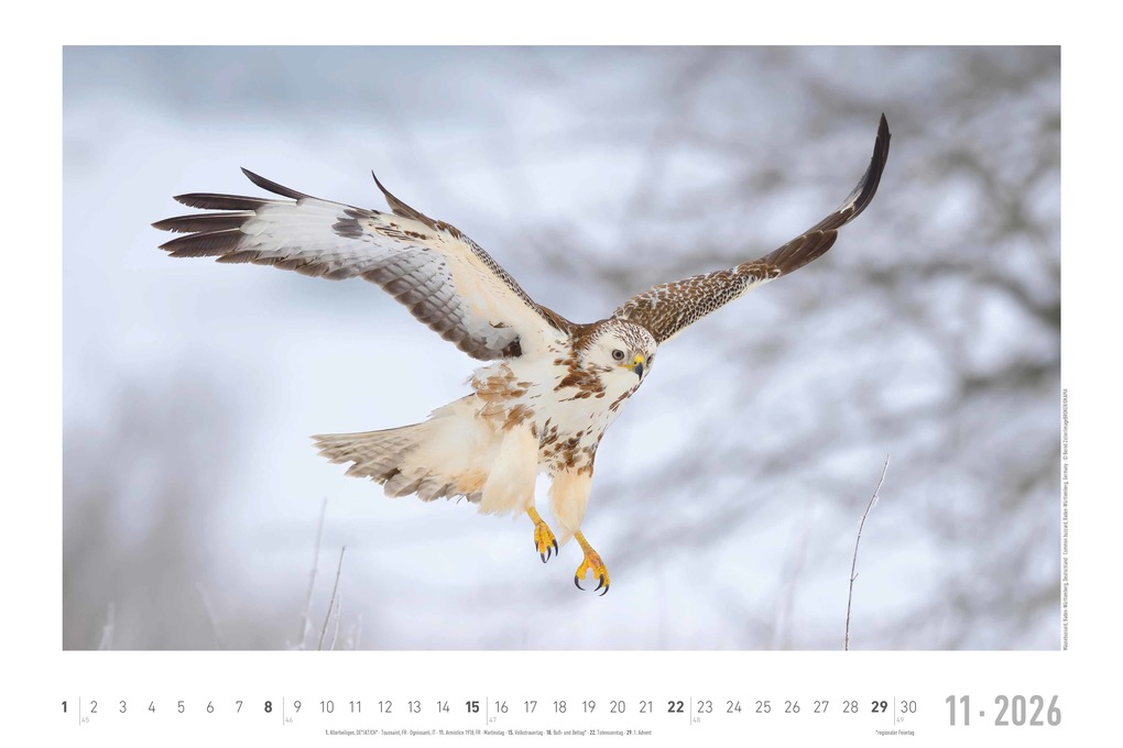 Weitere Ansicht: Geheimnisvolles Waldleben 2026 - Bildkalender 49,5x33 cm - Tiere und Pflanzen in unseren heimischen Wäldern - Wandkalender - Wandplaner - Tierkalender | Alpha Edition GmbH & Co. KG