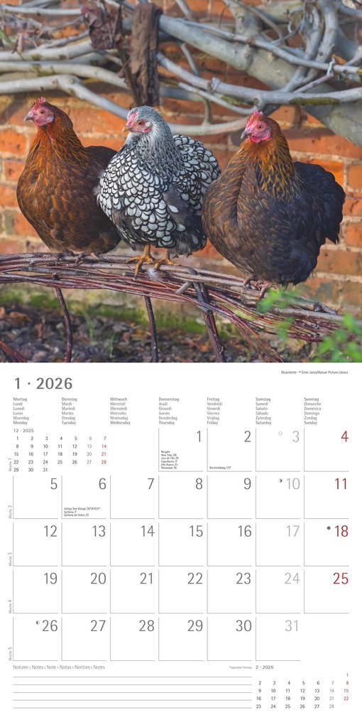 Weitere Ansicht: Hühner 2026 - Broschürenkalender 30x30 cm (30x60 geöffnet) - Kalender mit Platz für Notizen - Hühner - Bildkalender - Wandkalender - Hühnerkalender | Alpha Edition GmbH & Co. KG