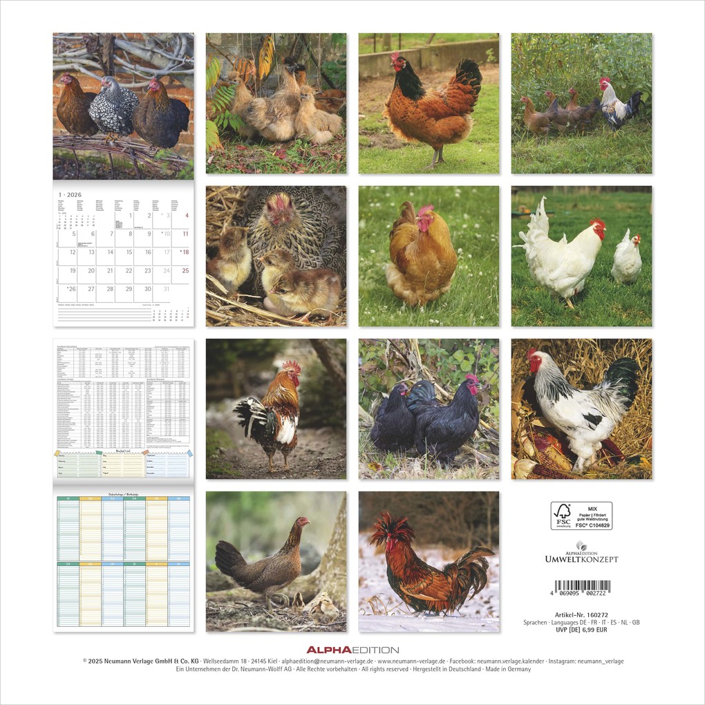 Weitere Ansicht: Hühner 2026 - Broschürenkalender 30x30 cm (30x60 geöffnet) - Kalender mit Platz für Notizen - Hühner - Bildkalender - Wandkalender - Hühnerkalender | Alpha Edition GmbH & Co. KG