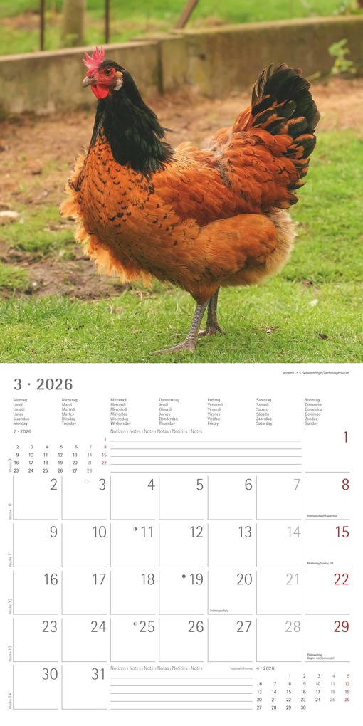 Weitere Ansicht: Hühner 2026 - Broschürenkalender 30x30 cm (30x60 geöffnet) - Kalender mit Platz für Notizen - Hühner - Bildkalender - Wandkalender - Hühnerkalender | Alpha Edition GmbH & Co. KG