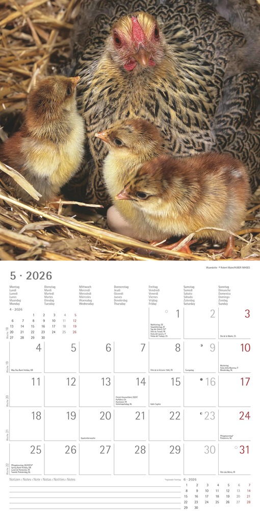 Weitere Ansicht: Hühner 2026 - Broschürenkalender 30x30 cm (30x60 geöffnet) - Kalender mit Platz für Notizen - Hühner - Bildkalender - Wandkalender - Hühnerkalender | Alpha Edition GmbH & Co. KG