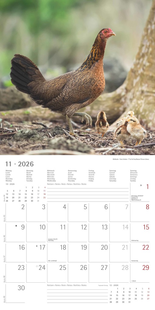 Weitere Ansicht: Hühner 2026 - Broschürenkalender 30x30 cm (30x60 geöffnet) - Kalender mit Platz für Notizen - Hühner - Bildkalender - Wandkalender - Hühnerkalender | Alpha Edition GmbH & Co. KG