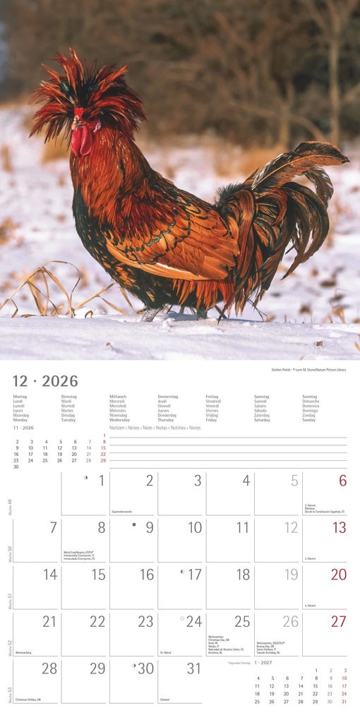 Weitere Ansicht: Hühner 2026 - Broschürenkalender 30x30 cm (30x60 geöffnet) - Kalender mit Platz für Notizen - Hühner - Bildkalender - Wandkalender - Hühnerkalender | Alpha Edition GmbH & Co. KG
