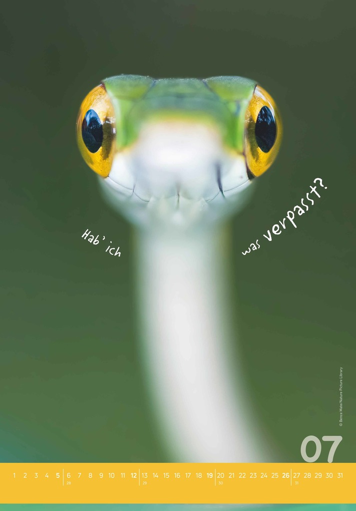 Weitere Ansicht: Alpha Edition - Tierisch cool! Kalender 2026 - Wandkalender 23,7×34 cm mit lustigen Tiermotiven & Sprüchen, humorvoller Bildkalender mit Platz für Notizen, perfektes Geschenk für Tier- & Humorfreunde | Alpha Edition GmbH & Co. KG