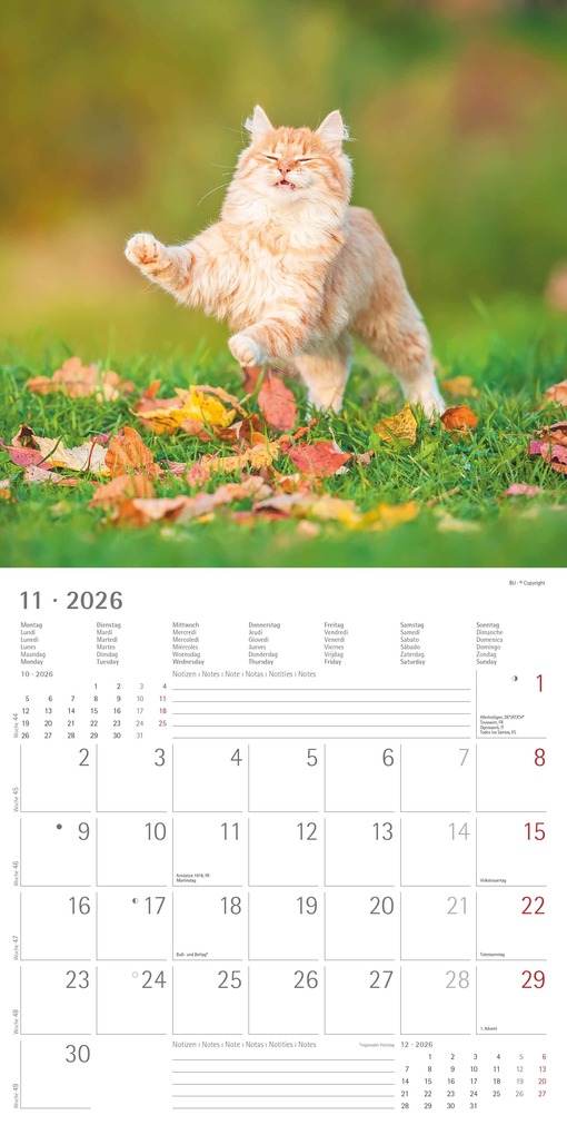 Weitere Ansicht: Funny Cats 2026 - Broschürenkalender 30x30 cm (30x60 geöffnet) - Kalender mit Platz für Notizen - Katzen - Bildkalender - Wandplaner - Katzenkalender | Alpha Edition GmbH & Co. KG