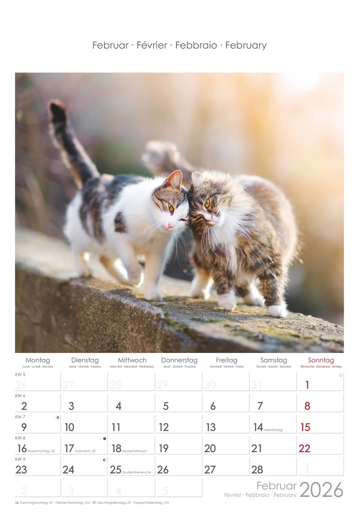 Weitere Ansicht: Katzen 2026 - Bildkalender 23,7x34 cm - Kalender mit Platz für Notizen - mit vielen Zusatzinformationen - Cats - Wandkalender - Alpha Edition | Alpha Edition GmbH & Co. KG