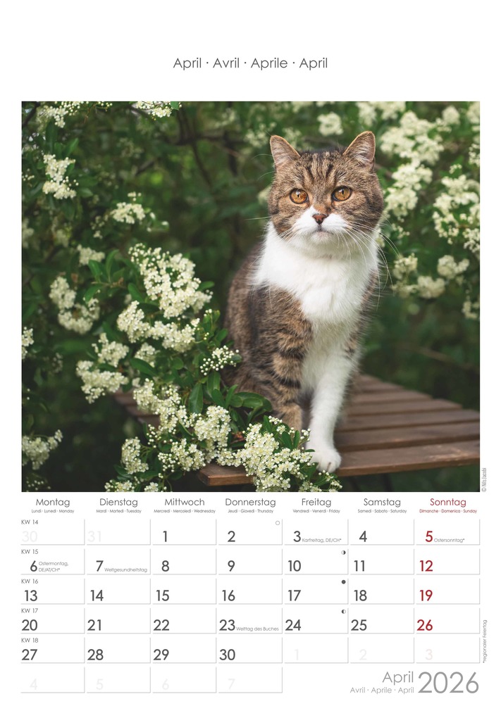 Weitere Ansicht: Katzen 2026 - Bildkalender 23,7x34 cm - Kalender mit Platz für Notizen - mit vielen Zusatzinformationen - Cats - Wandkalender - Alpha Edition | Alpha Edition GmbH & Co. KG
