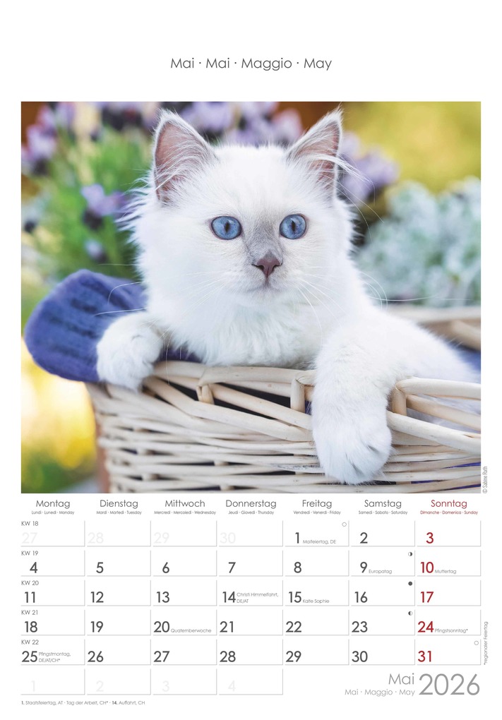 Weitere Ansicht: Katzen 2026 - Bildkalender 23,7x34 cm - Kalender mit Platz für Notizen - mit vielen Zusatzinformationen - Cats - Wandkalender - Alpha Edition | Alpha Edition GmbH & Co. KG