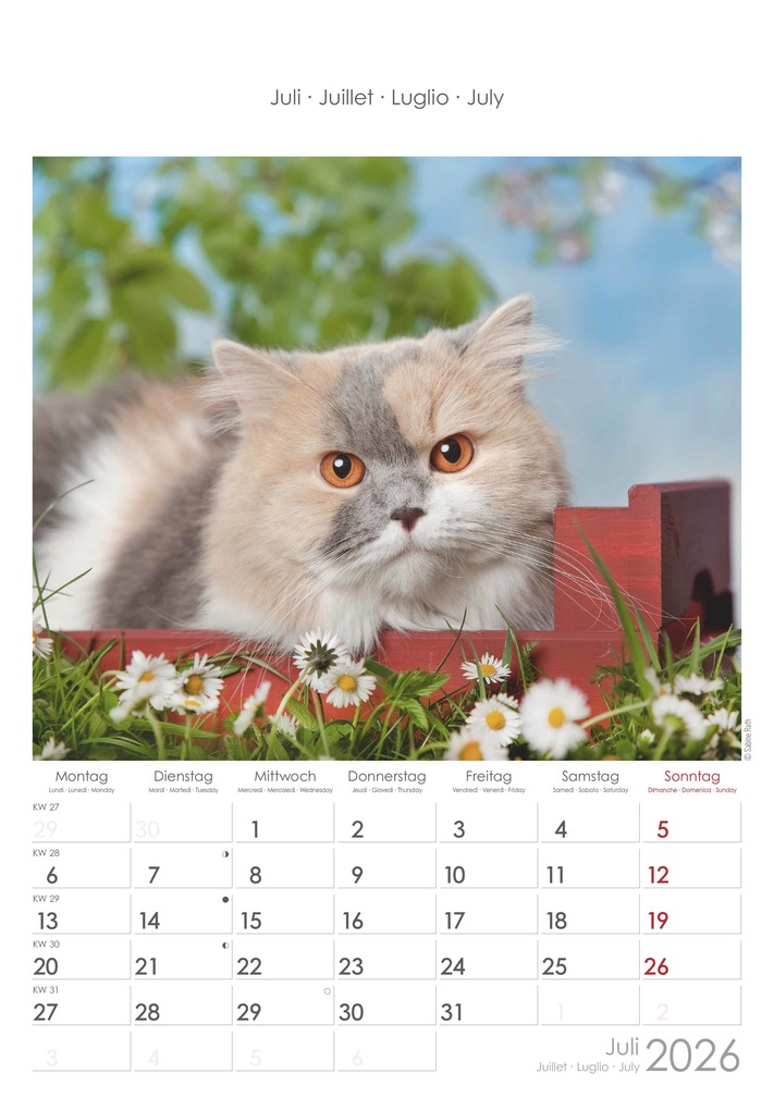 Weitere Ansicht: Katzen 2026 - Bildkalender 23,7x34 cm - Kalender mit Platz für Notizen - mit vielen Zusatzinformationen - Cats - Wandkalender - Alpha Edition | Alpha Edition GmbH & Co. KG