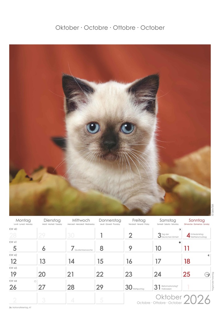 Weitere Ansicht: Katzen 2026 - Bildkalender 23,7x34 cm - Kalender mit Platz für Notizen - mit vielen Zusatzinformationen - Cats - Wandkalender - Alpha Edition | Alpha Edition GmbH & Co. KG