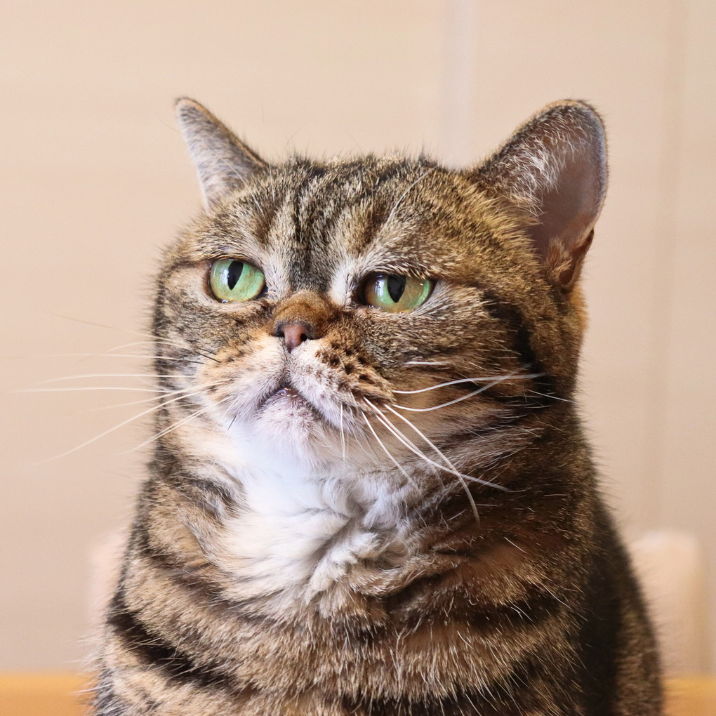 Weitere Ansicht: Lustige Tiere 2026