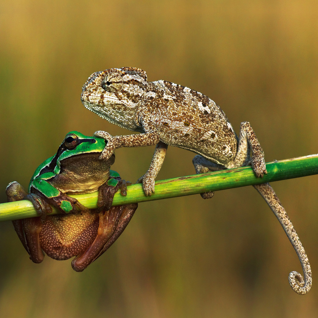 Weitere Ansicht: Lustige Tiere 2026