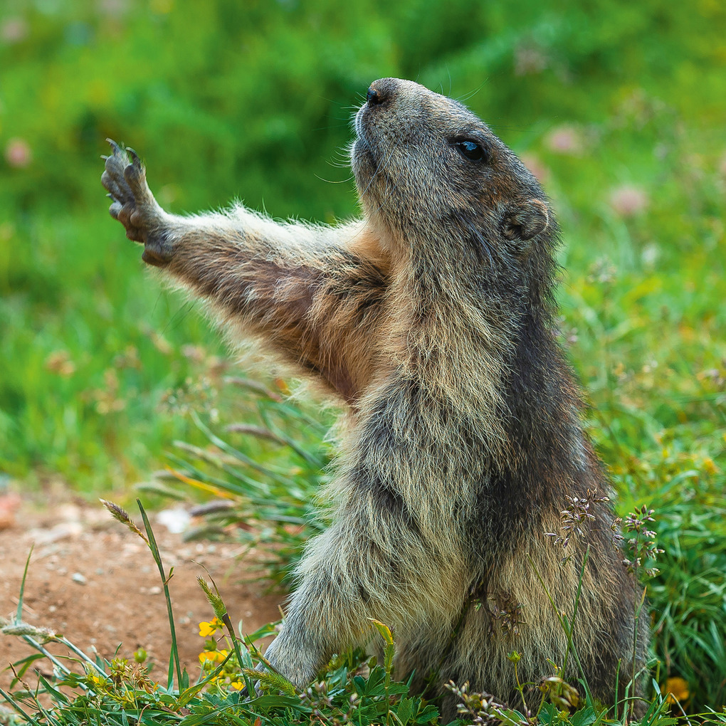 Weitere Ansicht: Lustige Tiere 2026