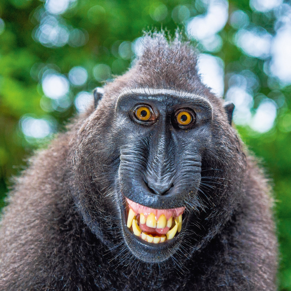 Weitere Ansicht: Lustige Tiere 2026