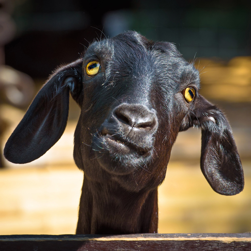 Weitere Ansicht: Lustige Tiere 2026