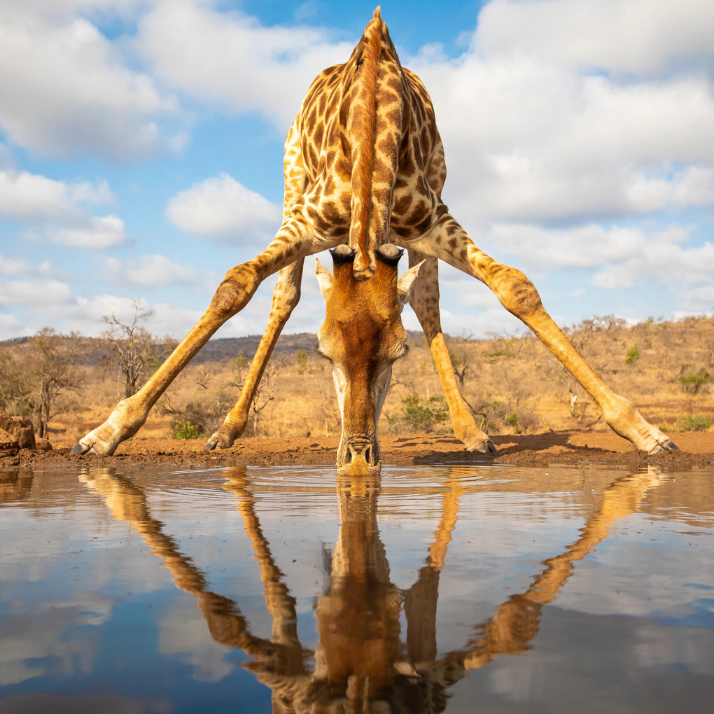 Weitere Ansicht: Lustige Tiere 2026