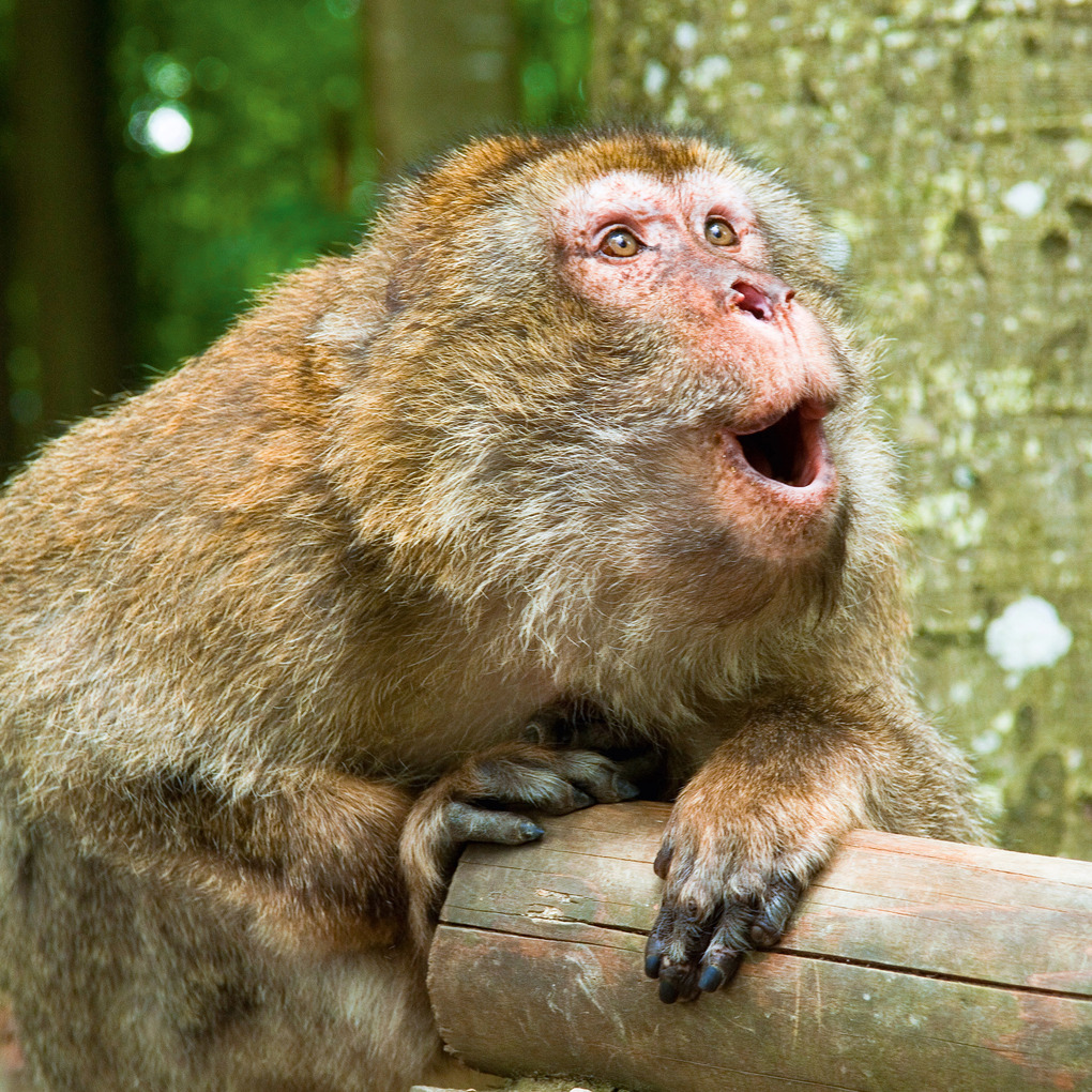 Weitere Ansicht: Lustige Tiere 2026