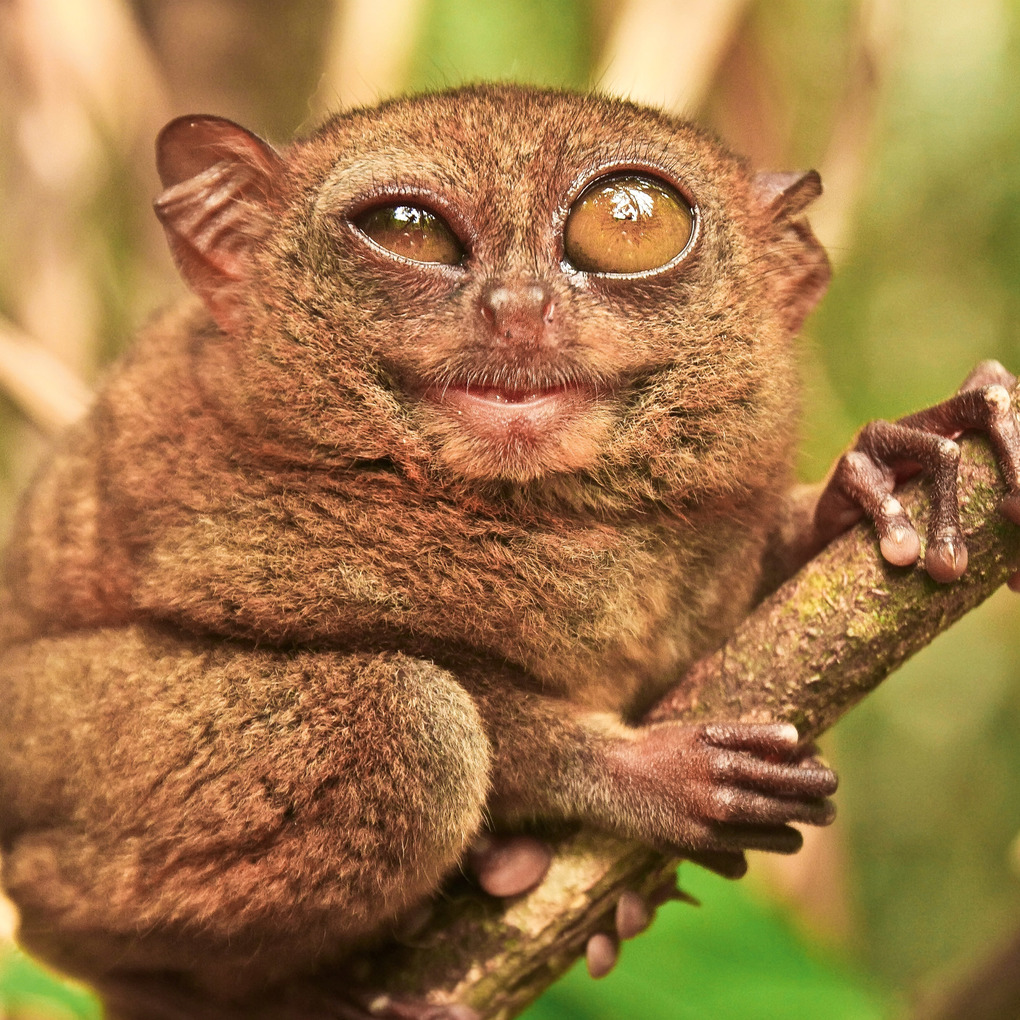 Weitere Ansicht: Lustige Tiere 2026