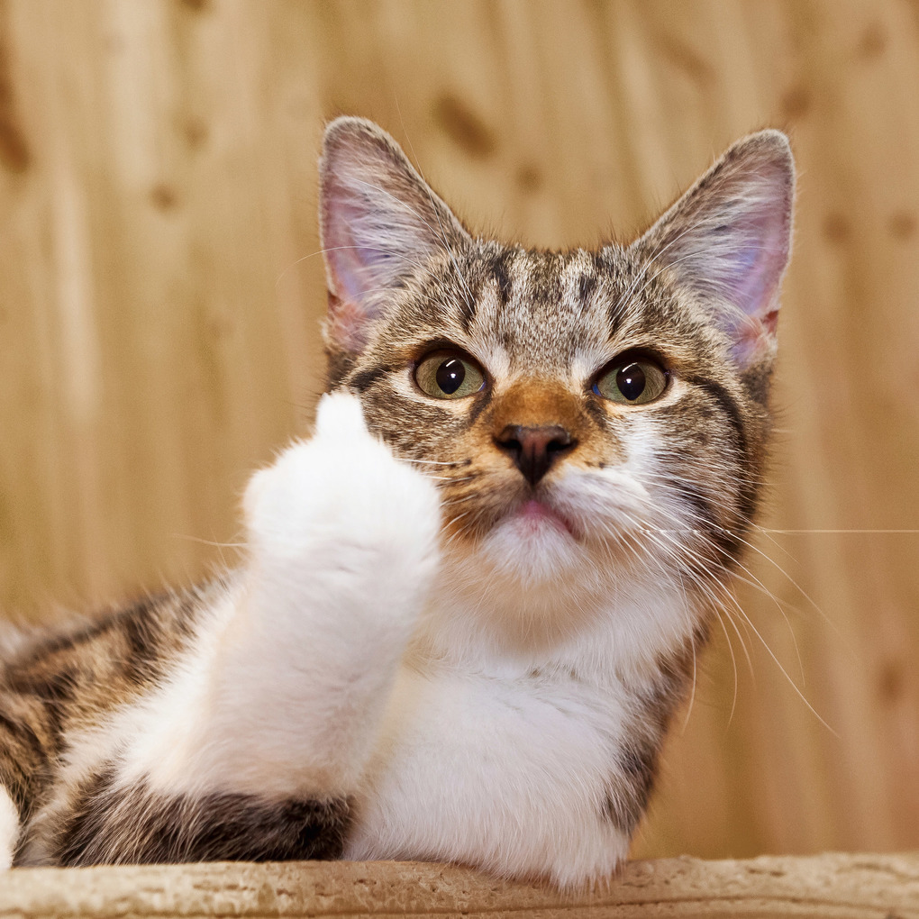 Weitere Ansicht: Lustige Tiere 2026