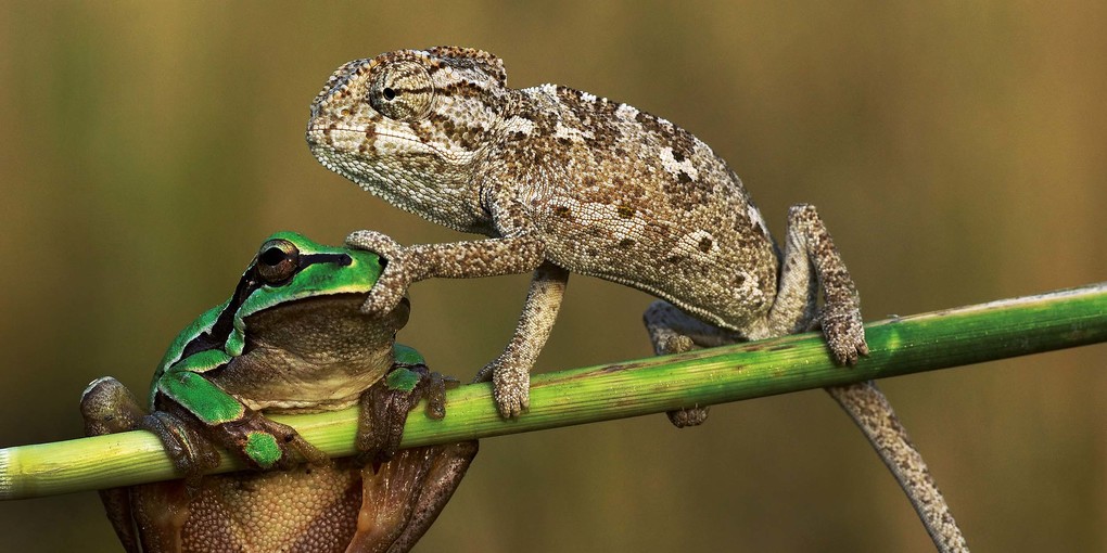 Weitere Ansicht: Lustige Tiere 2026